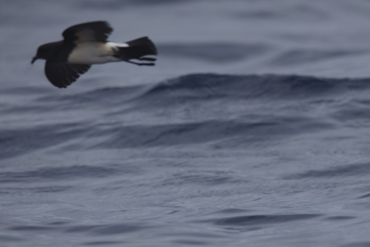 White-bellied Storm-Petrel - ML618754117