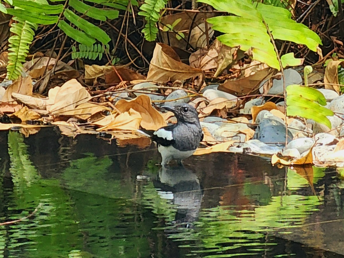 Oriental Magpie-Robin (Oriental) - ML618754148