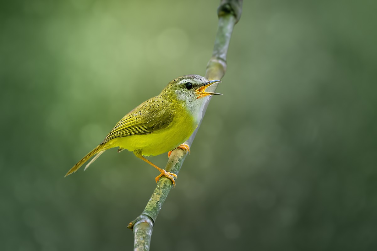 Yellow-bellied Warbler - Rahul Chakraborty