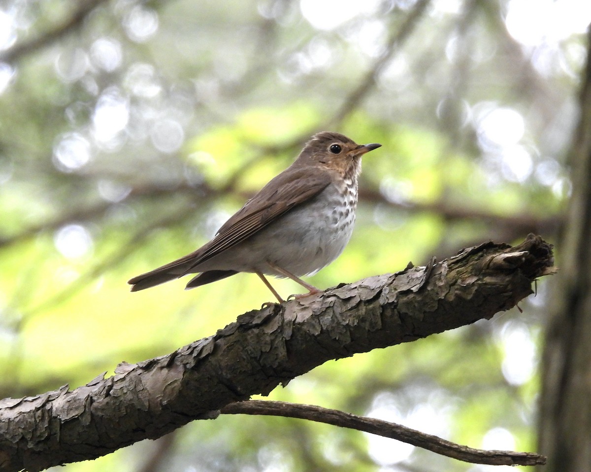 Swainson's Thrush - ML618754177