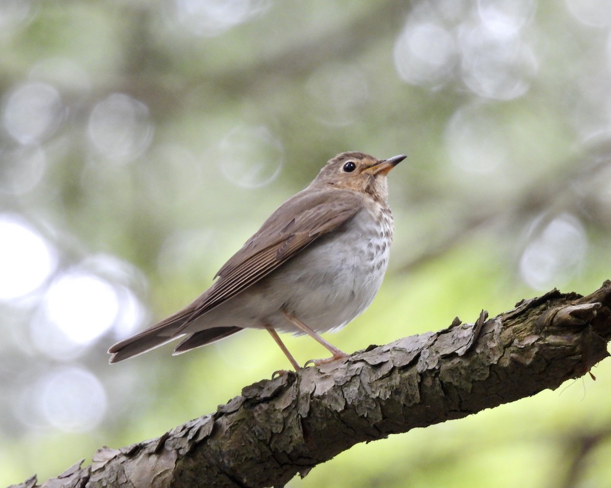 Swainson's Thrush - ML618754179