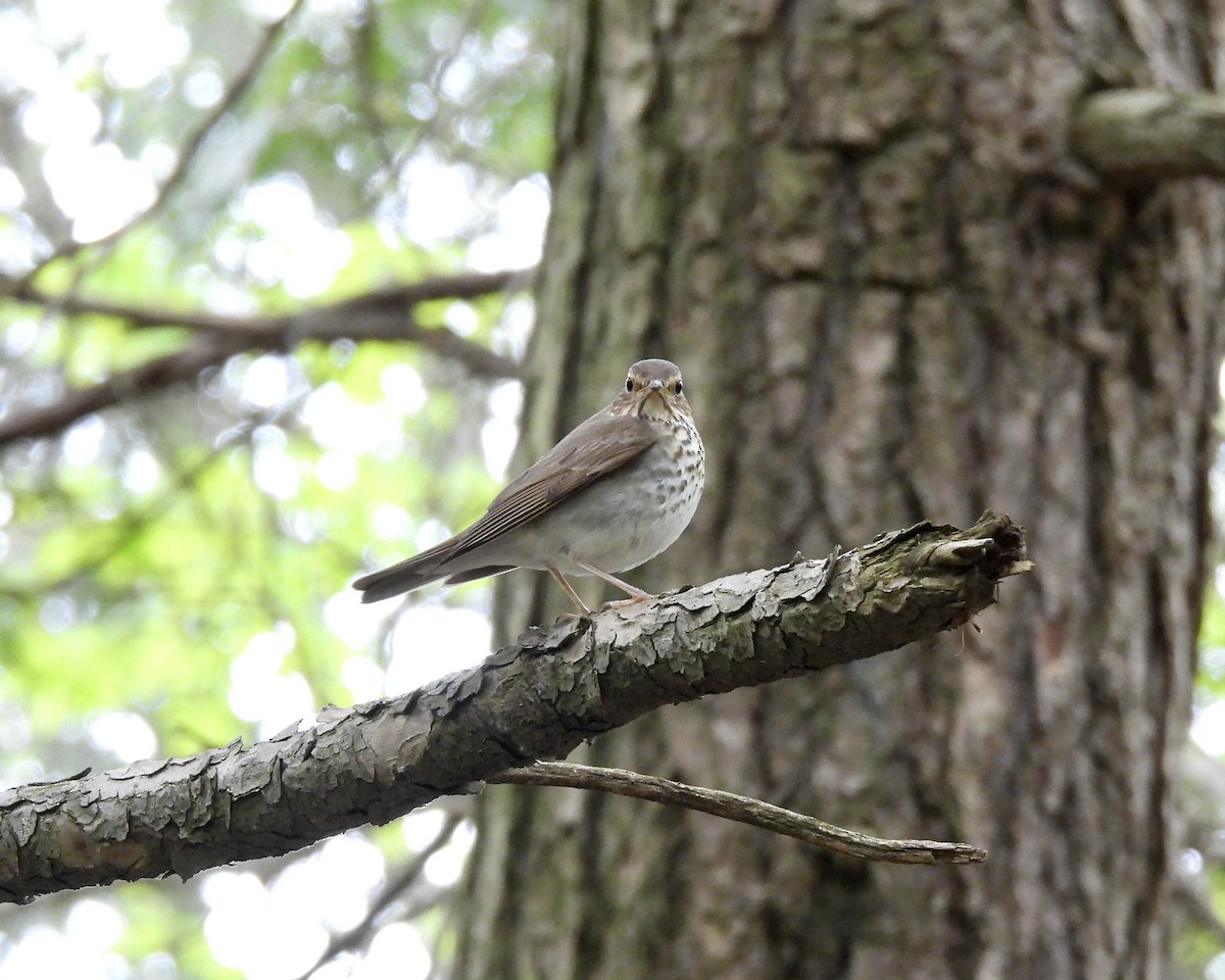 Swainson's Thrush - ML618754180