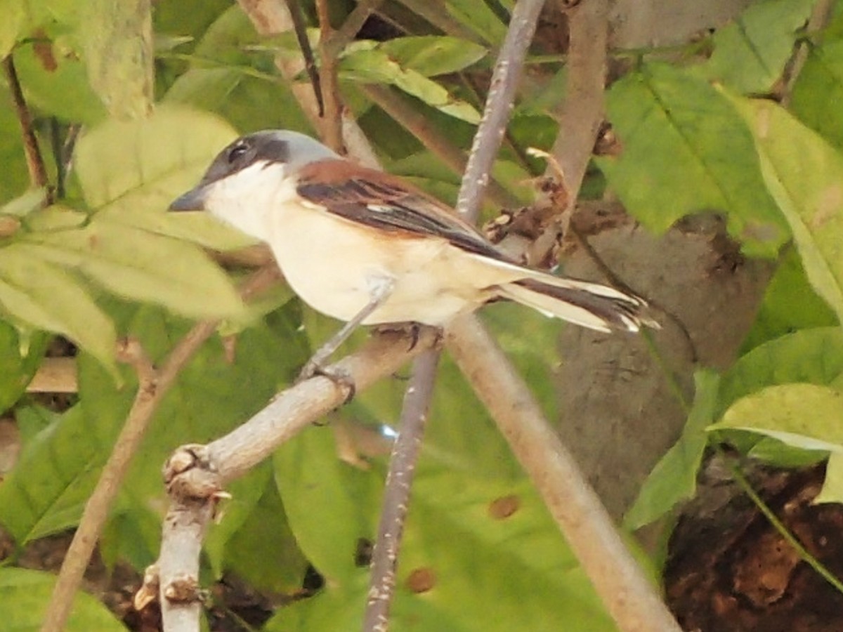 Burmese Shrike - ML618754182