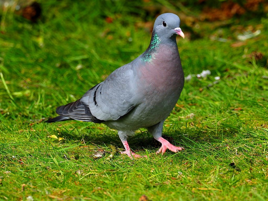 Stock Dove - ML618754191