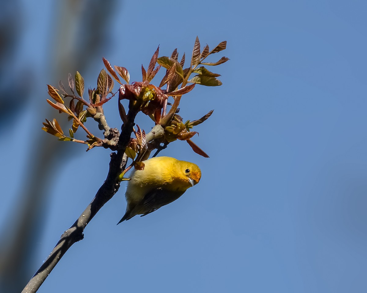 Fire-capped Tit - ML618754194