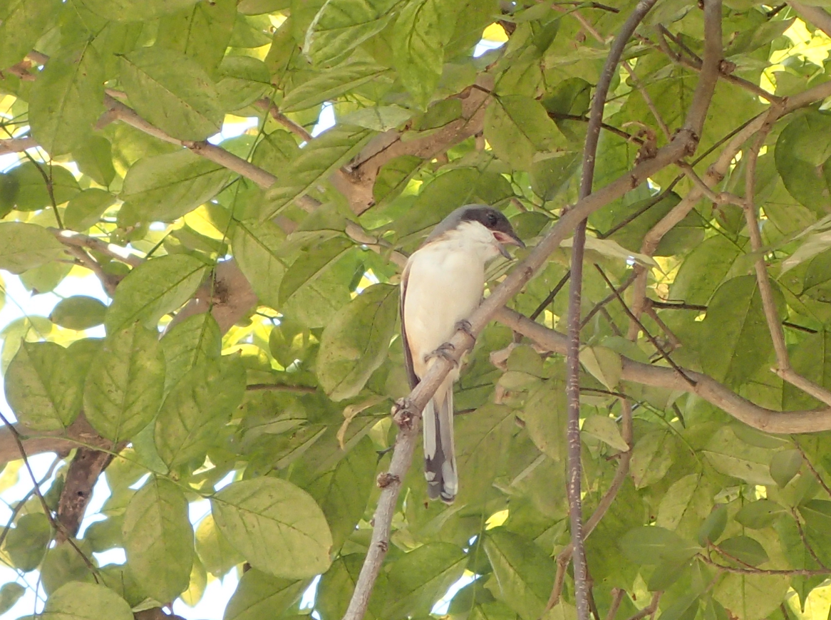 Burmese Shrike - ML618754199