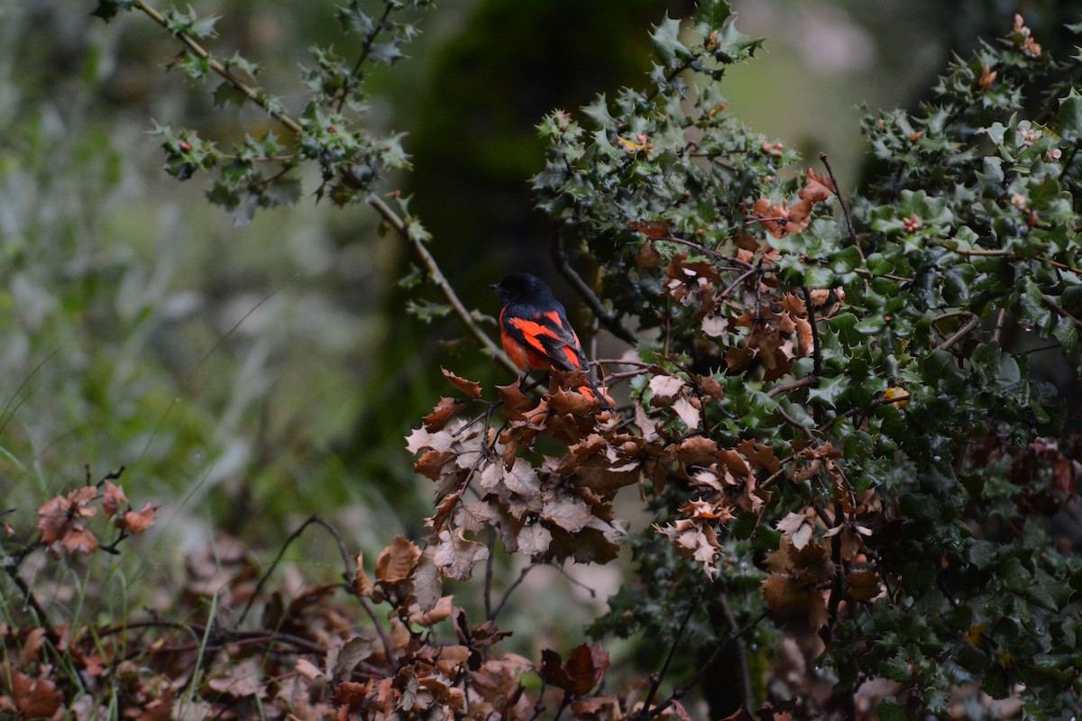 Long-tailed Minivet - ML618754213