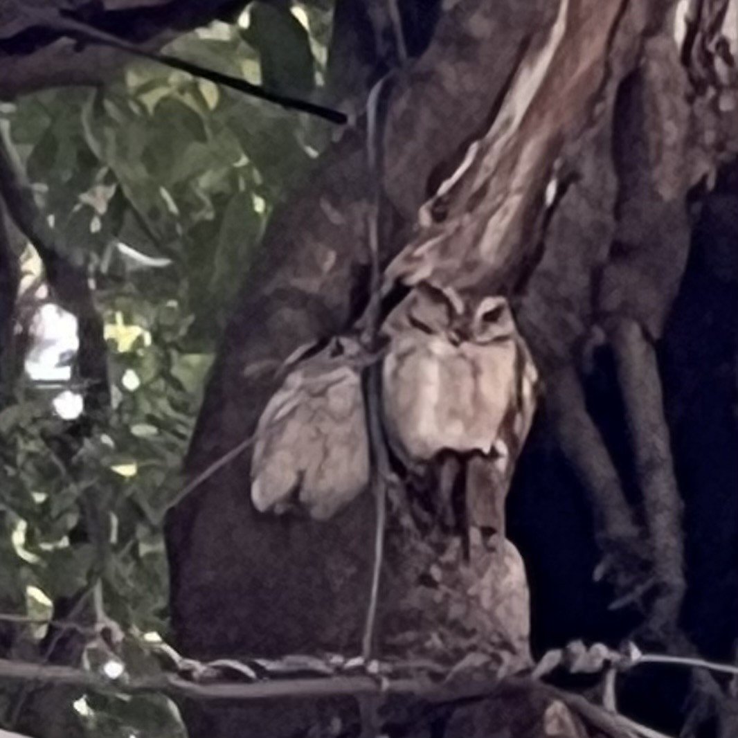 Indian Scops-Owl - ML618754228