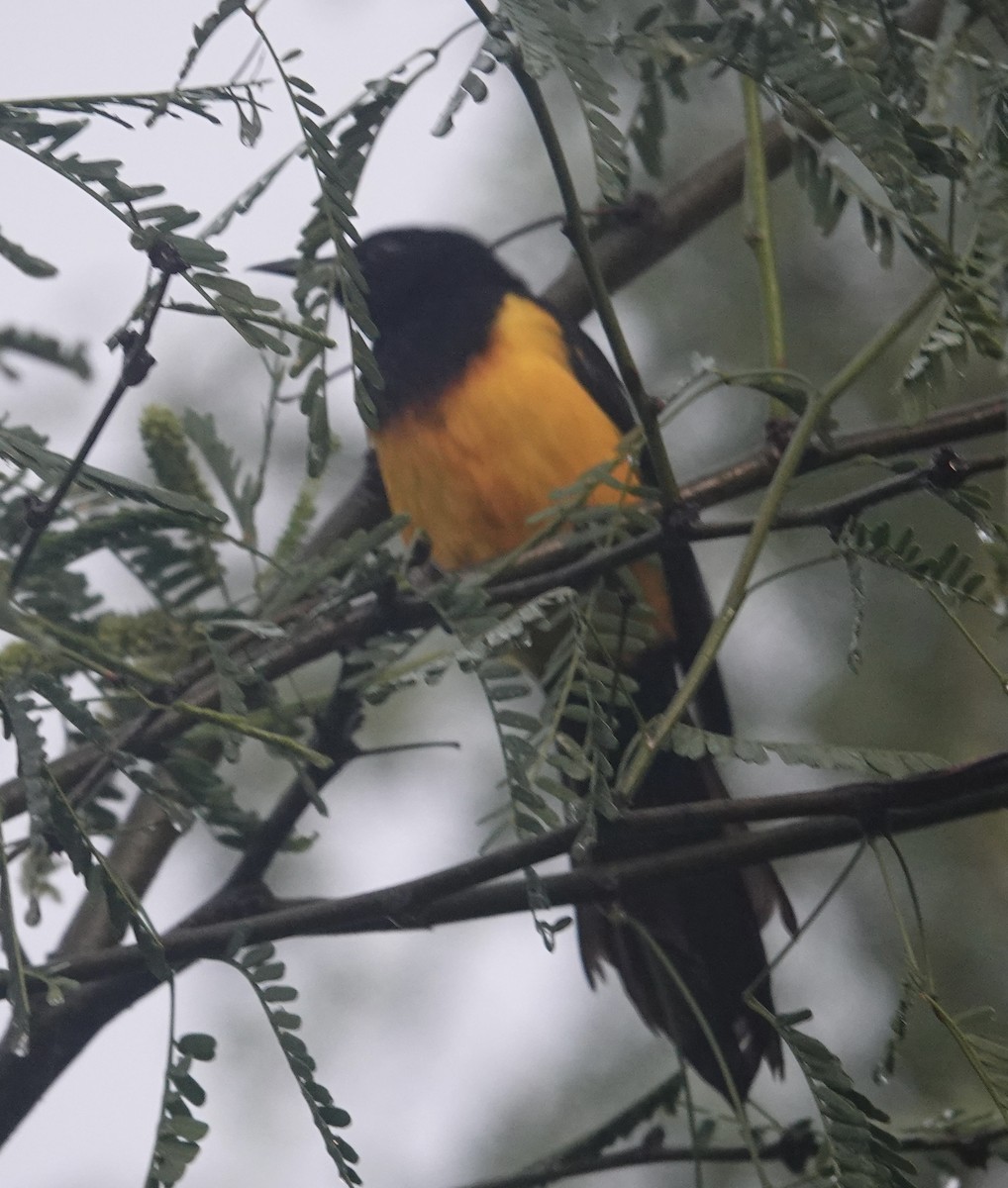 Black-vented Oriole - Eric Hough