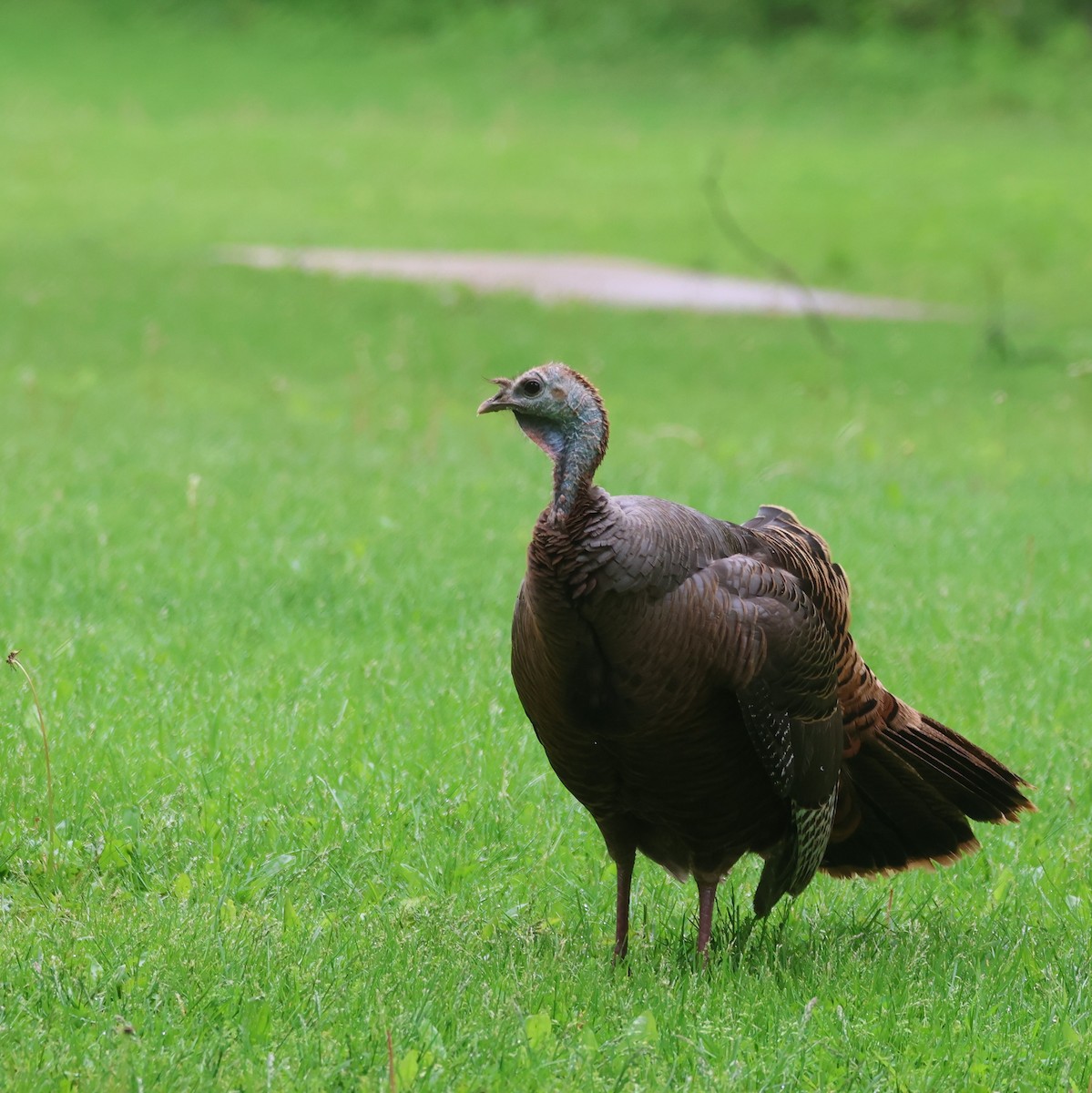 Wild Turkey - ML618754259