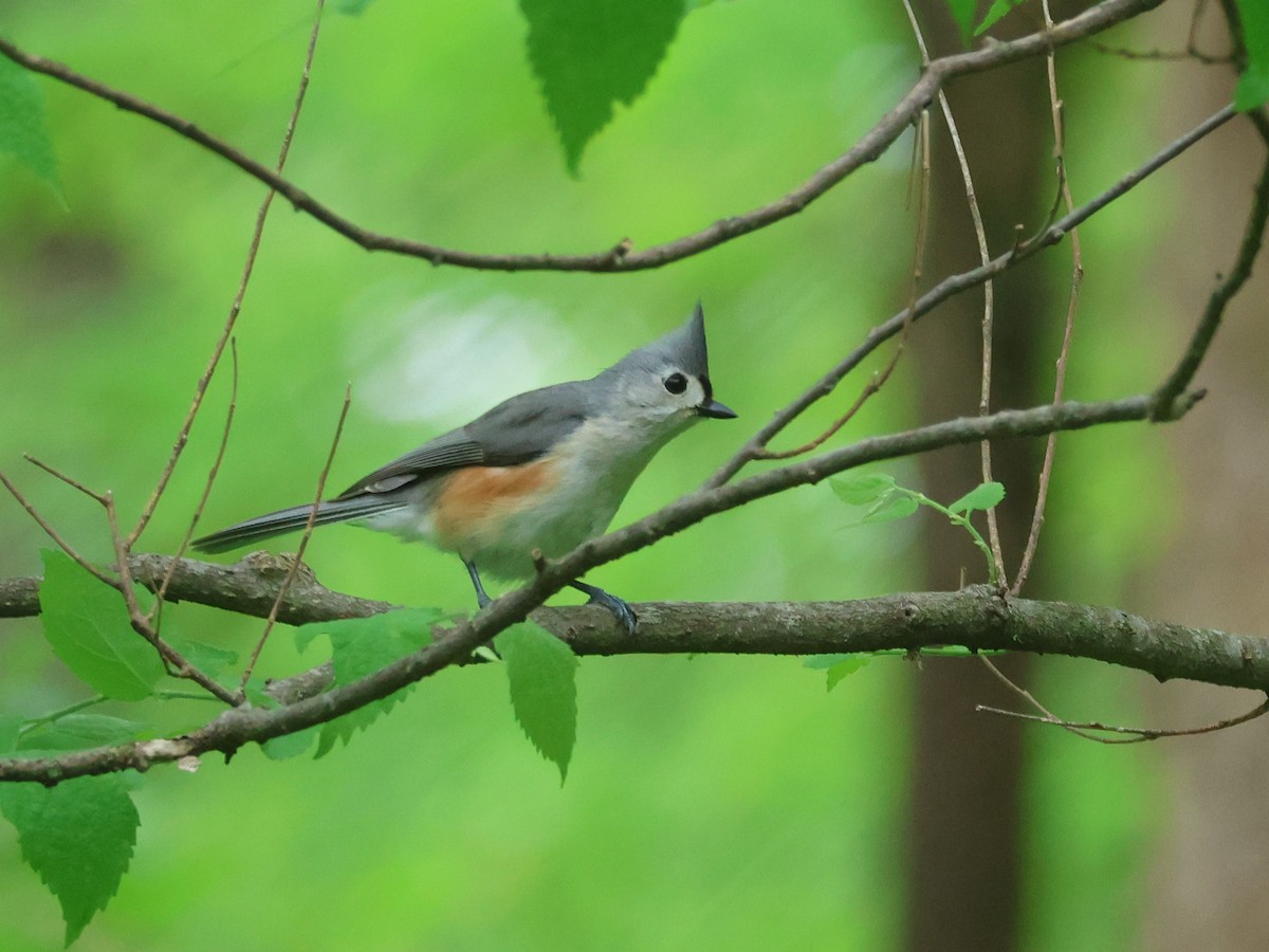 Tufted Titmouse - ML618754265