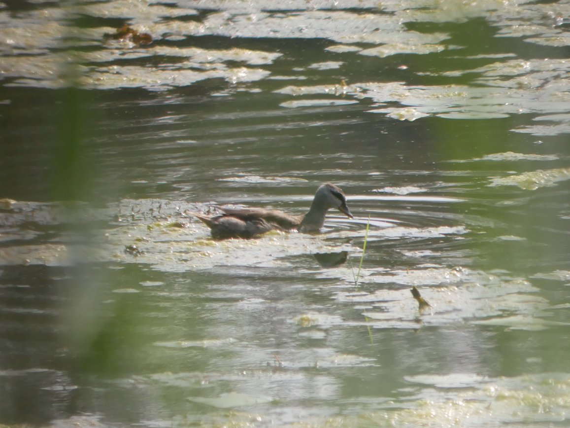 Cotton Pygmy-Goose - ML618754293