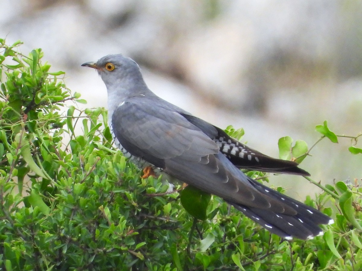 Common Cuckoo - מוטי בייפוס