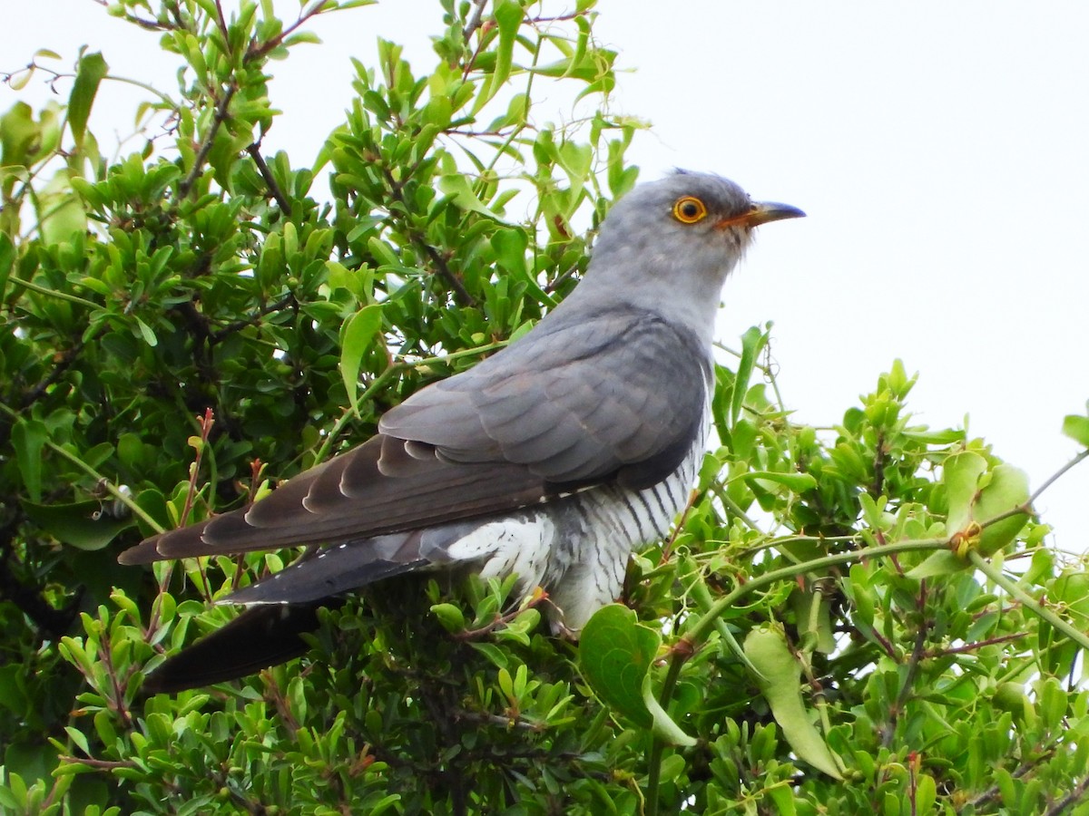 Common Cuckoo - מוטי בייפוס