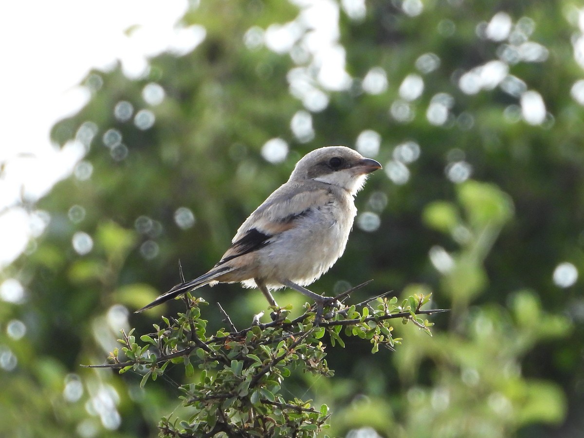 西方灰伯勞 - ML618754301