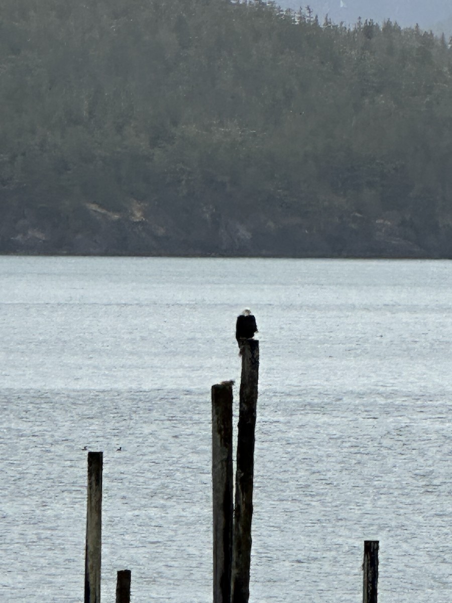 Bald Eagle - ML618754310