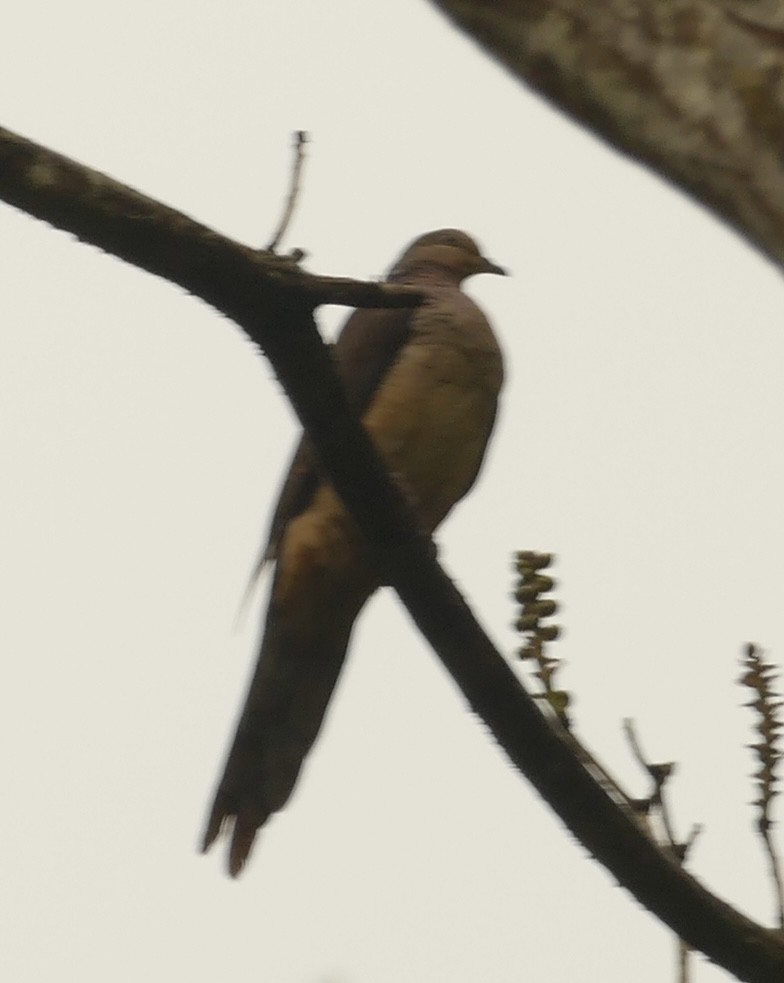 Barred Cuckoo-Dove - Jean-Paul Boerekamps