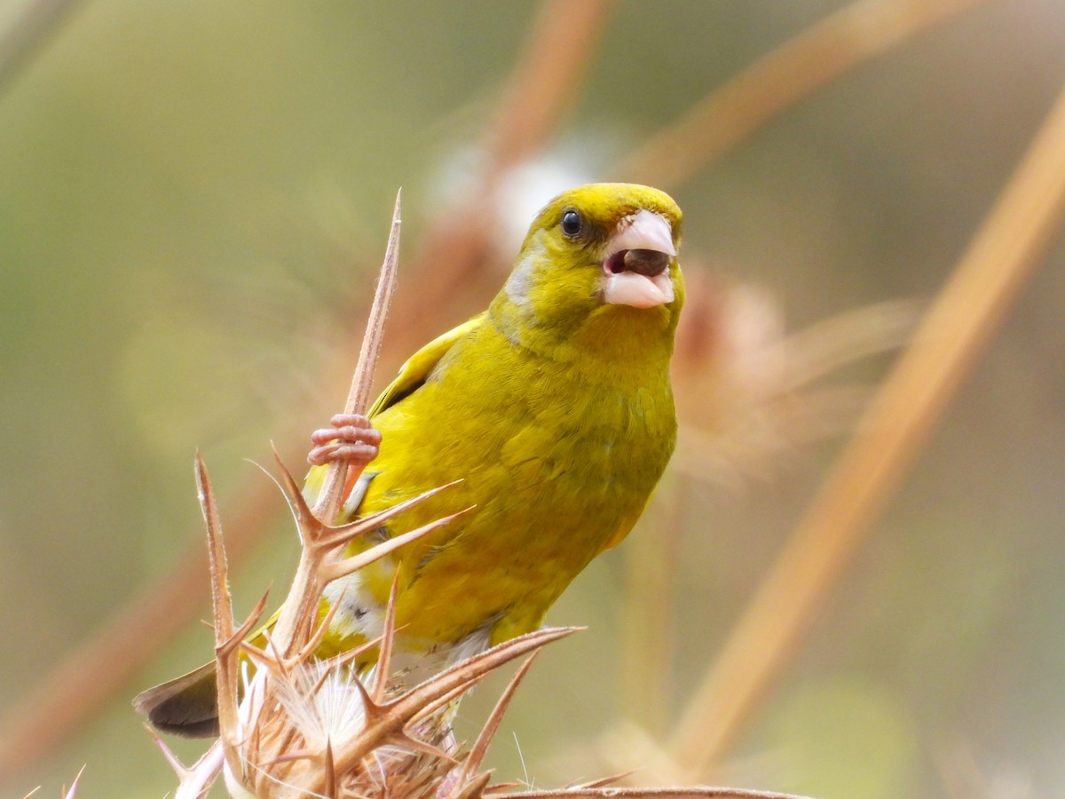 European Greenfinch - ML618754318