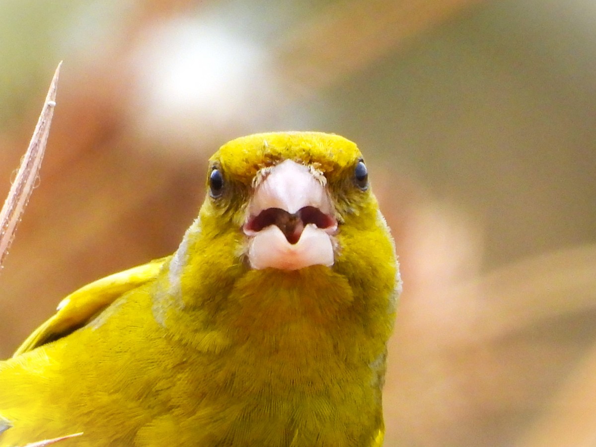 European Greenfinch - ML618754319