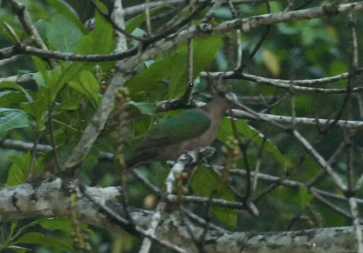 Palomita Esmeralda Cabecigrís - ML618754320