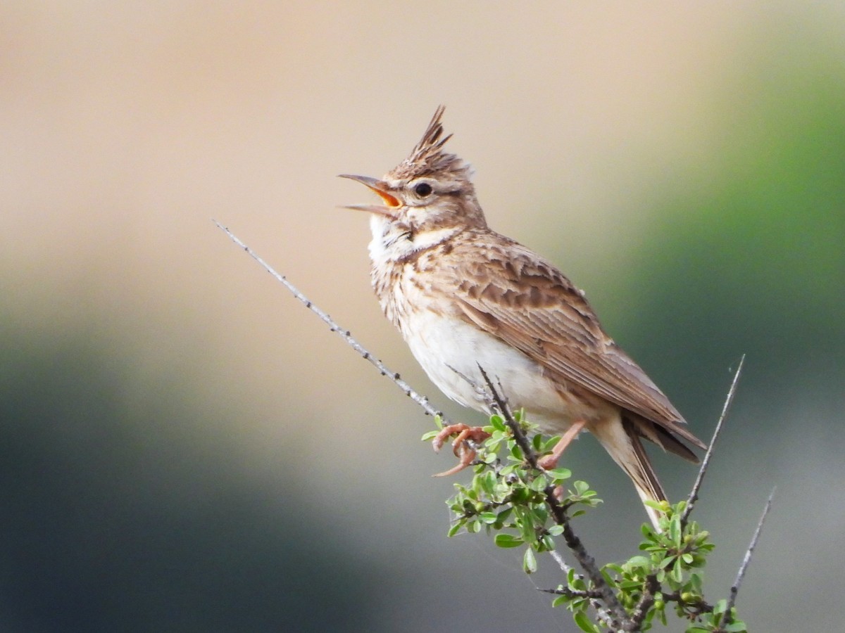 Crested Lark - ML618754327