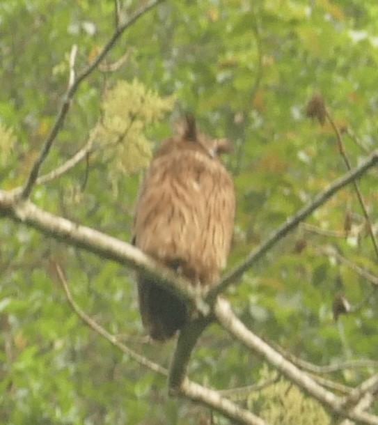 Tawny Fish-Owl - Jean-Paul Boerekamps