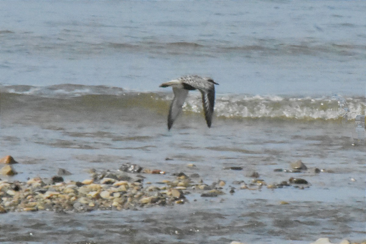 Black-bellied Plover - ML618754354