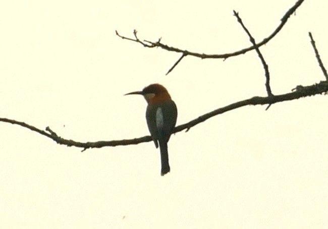 Chestnut-headed Bee-eater - Jean-Paul Boerekamps