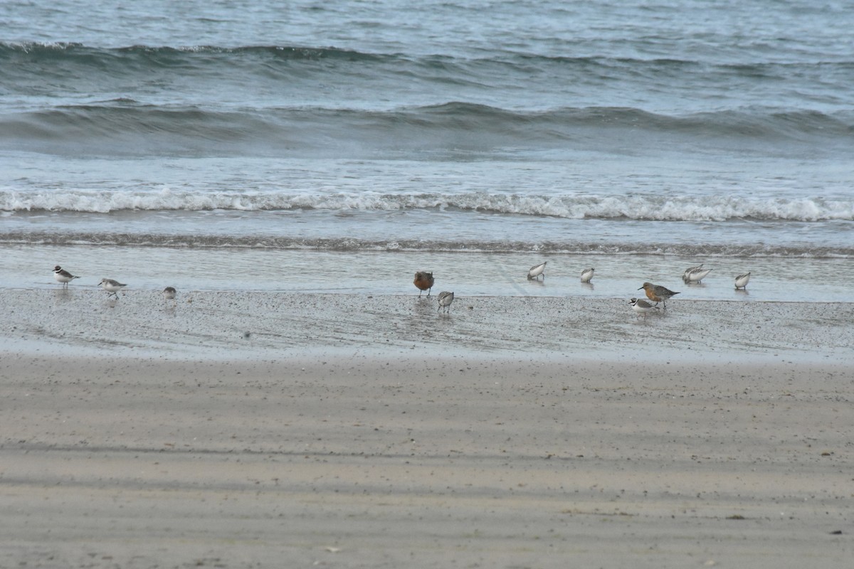 Common Ringed Plover - ML618754378