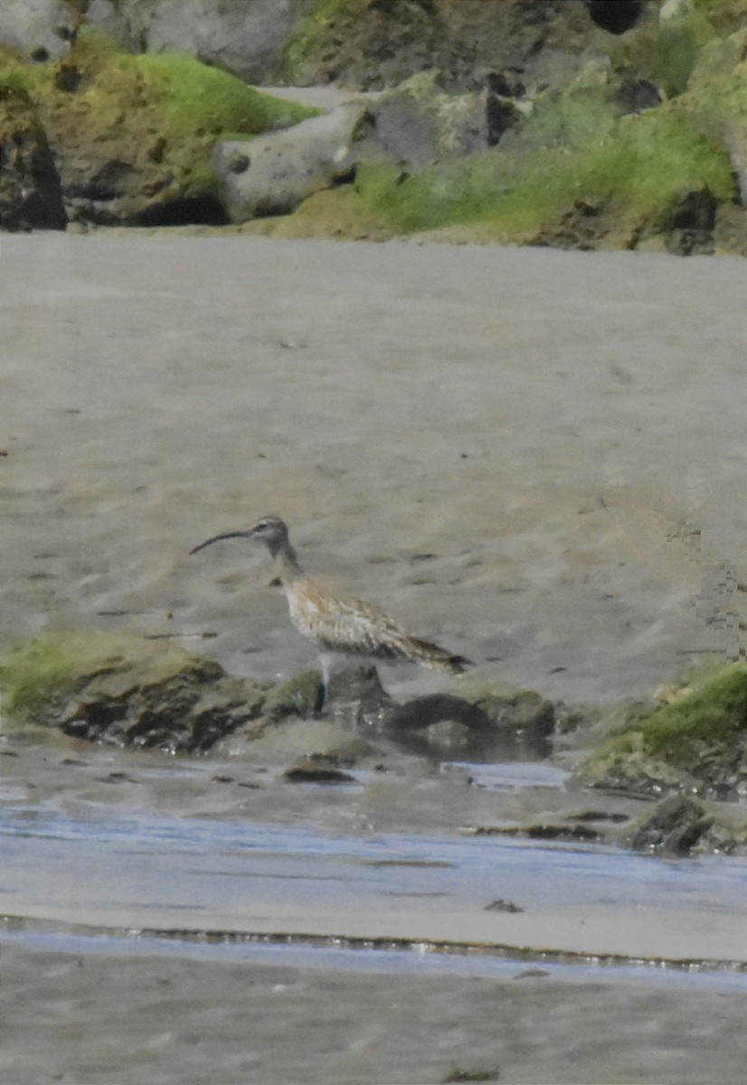 Whimbrel - ML618754380