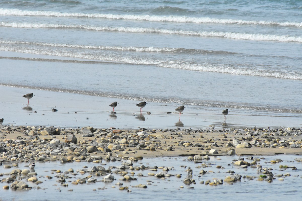 Common Redshank - ML618754383