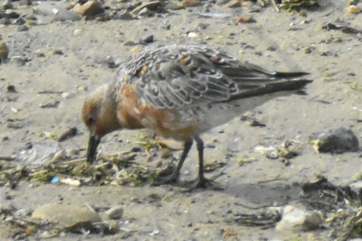 Red Knot - ML618754384