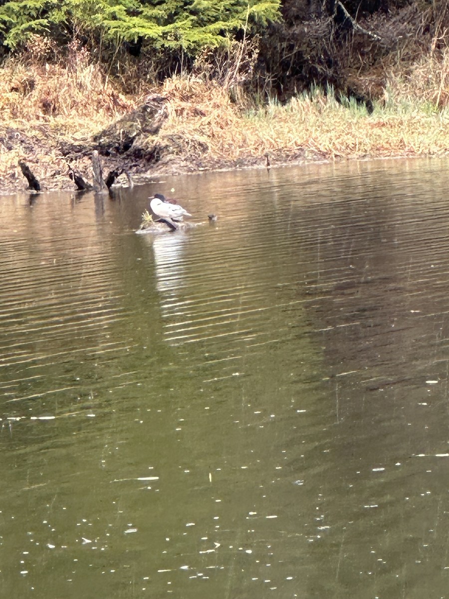 Common Merganser - ML618754407