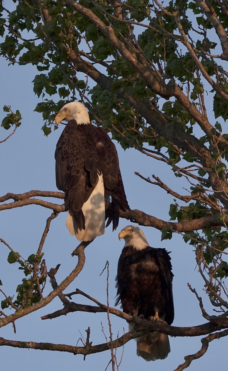 Bald Eagle - MA MU