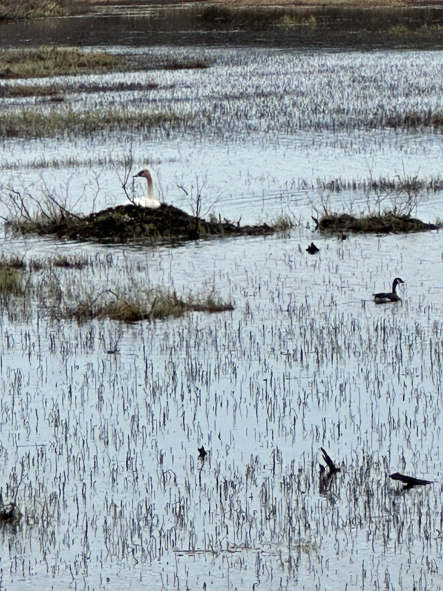 Trumpeter Swan - Anthony Newcomer