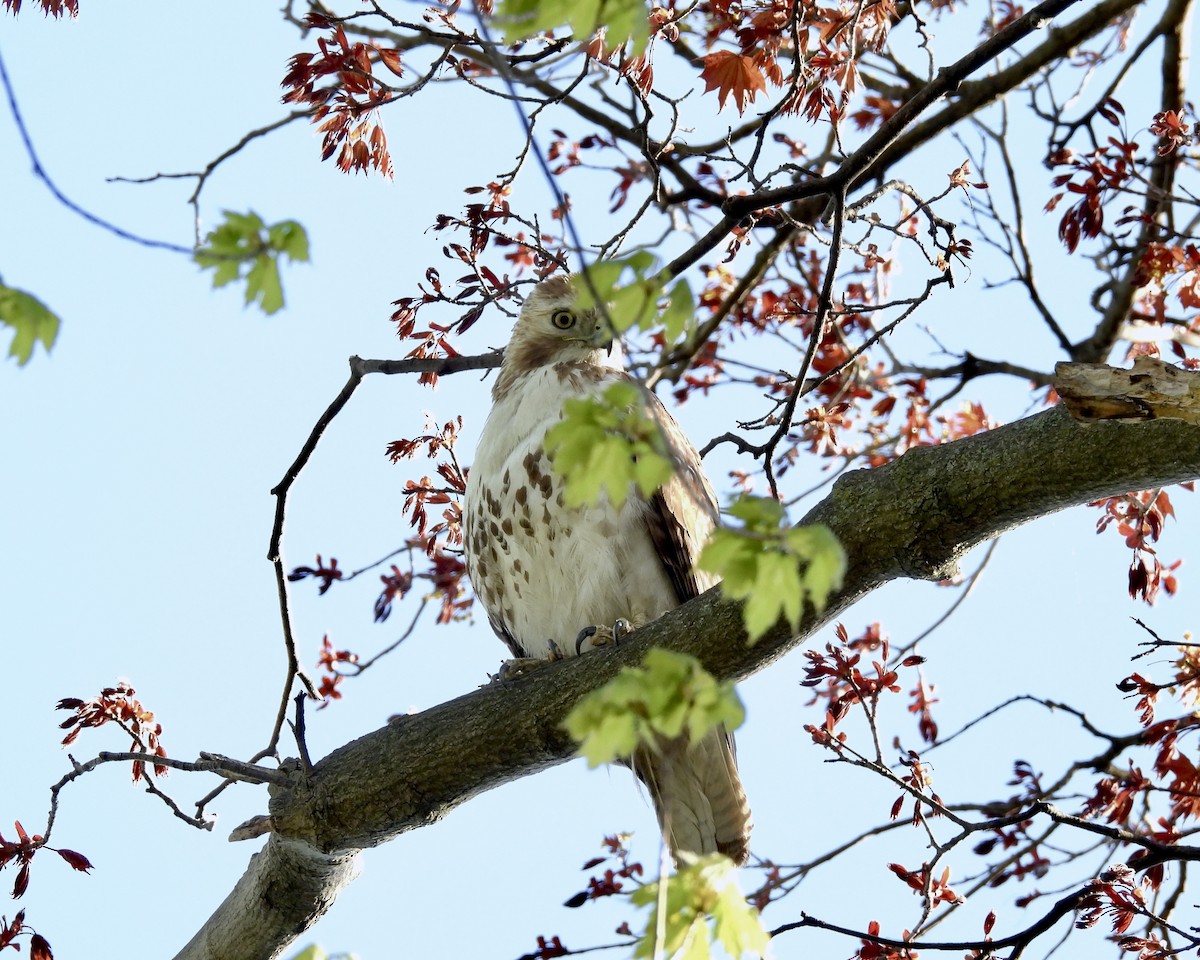 Red-tailed Hawk - ML618754459