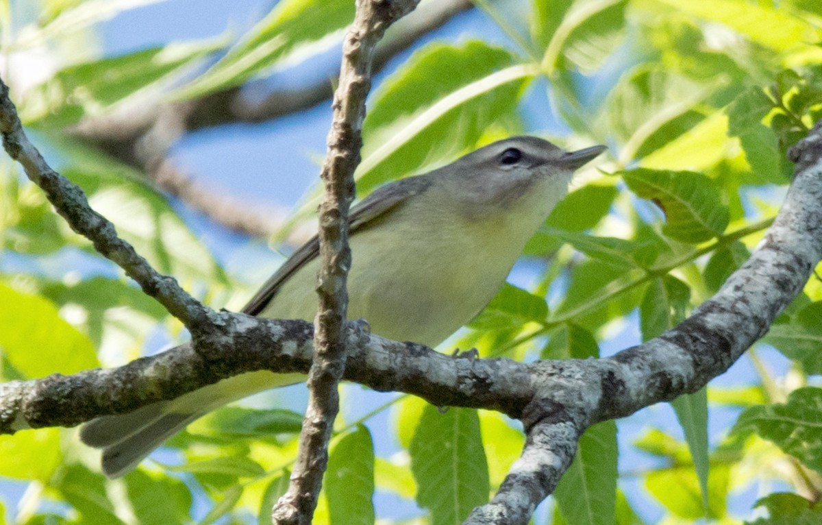 Philadelphia Vireo - ML618754485