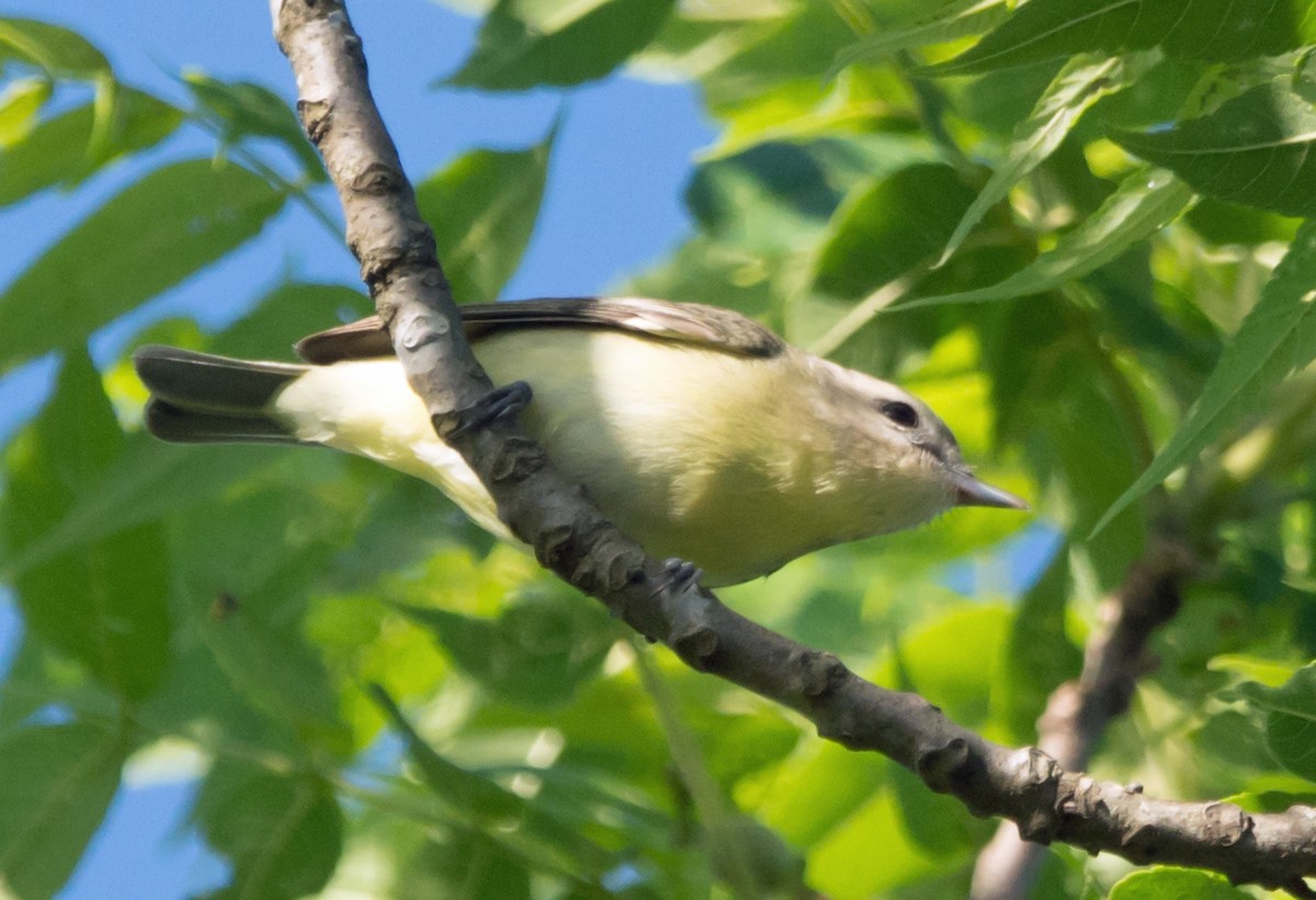 Philadelphia Vireo - Jack and Shirley Foreman