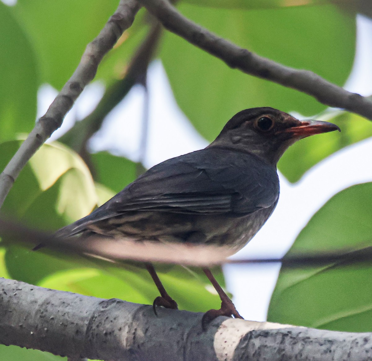 Indian Blackbird - Sanjay Gupta