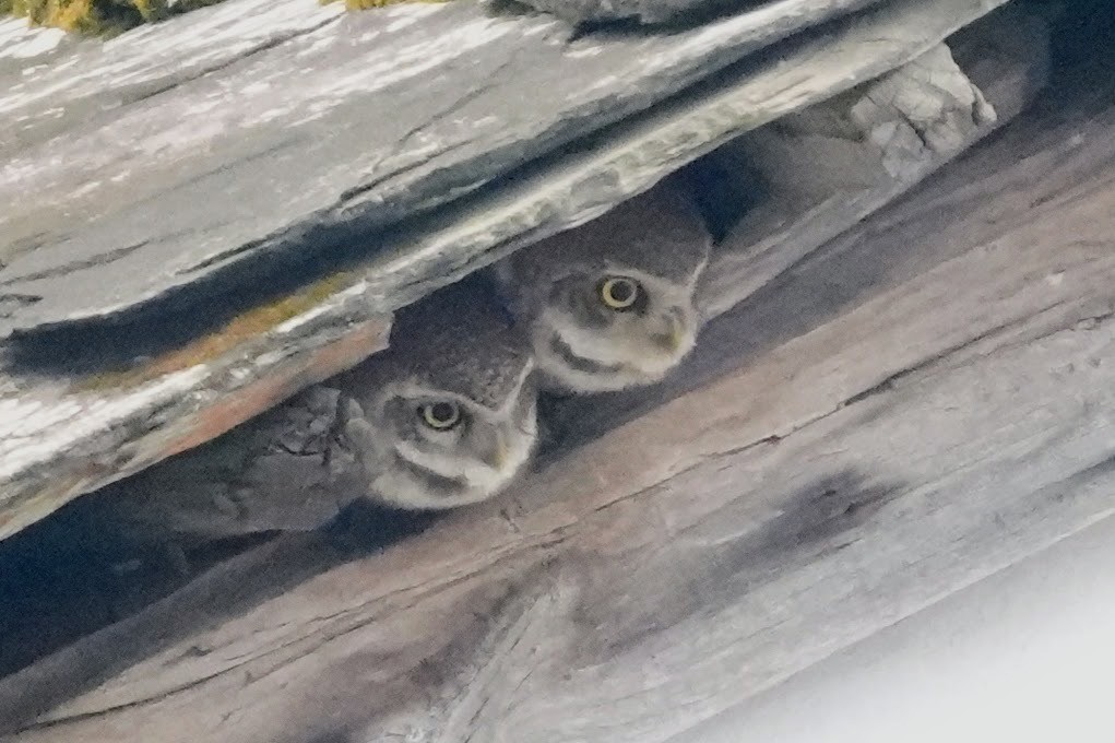 Spotted Owlet - ML618754501