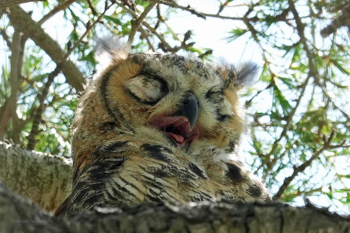 Great Horned Owl - Alexander Viduetsky