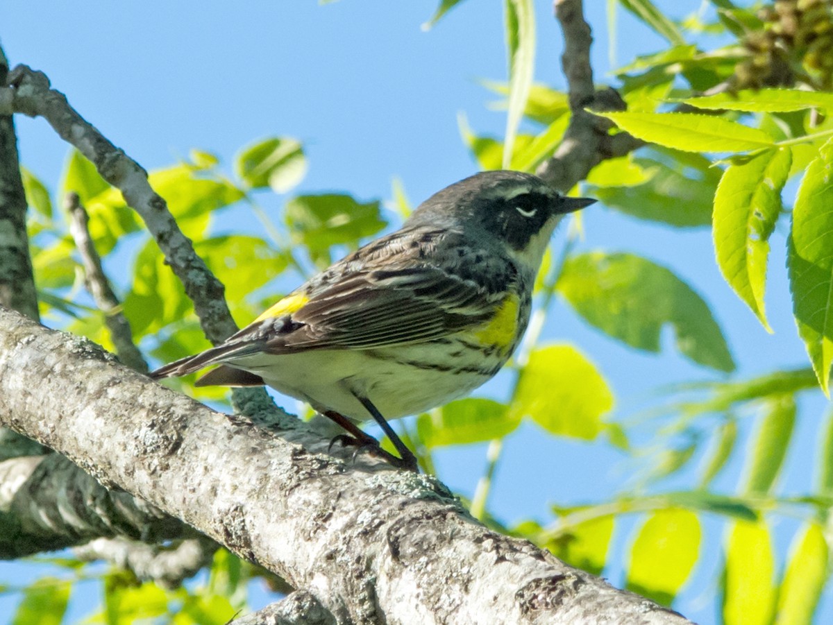 Yellow-rumped Warbler - ML618754562