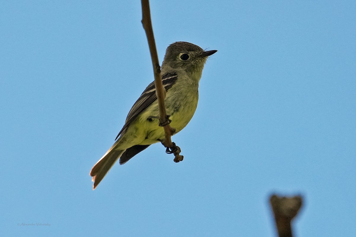 Western Flycatcher - Alexander Viduetsky