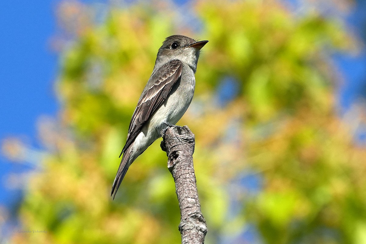 Western Wood-Pewee - ML618754573