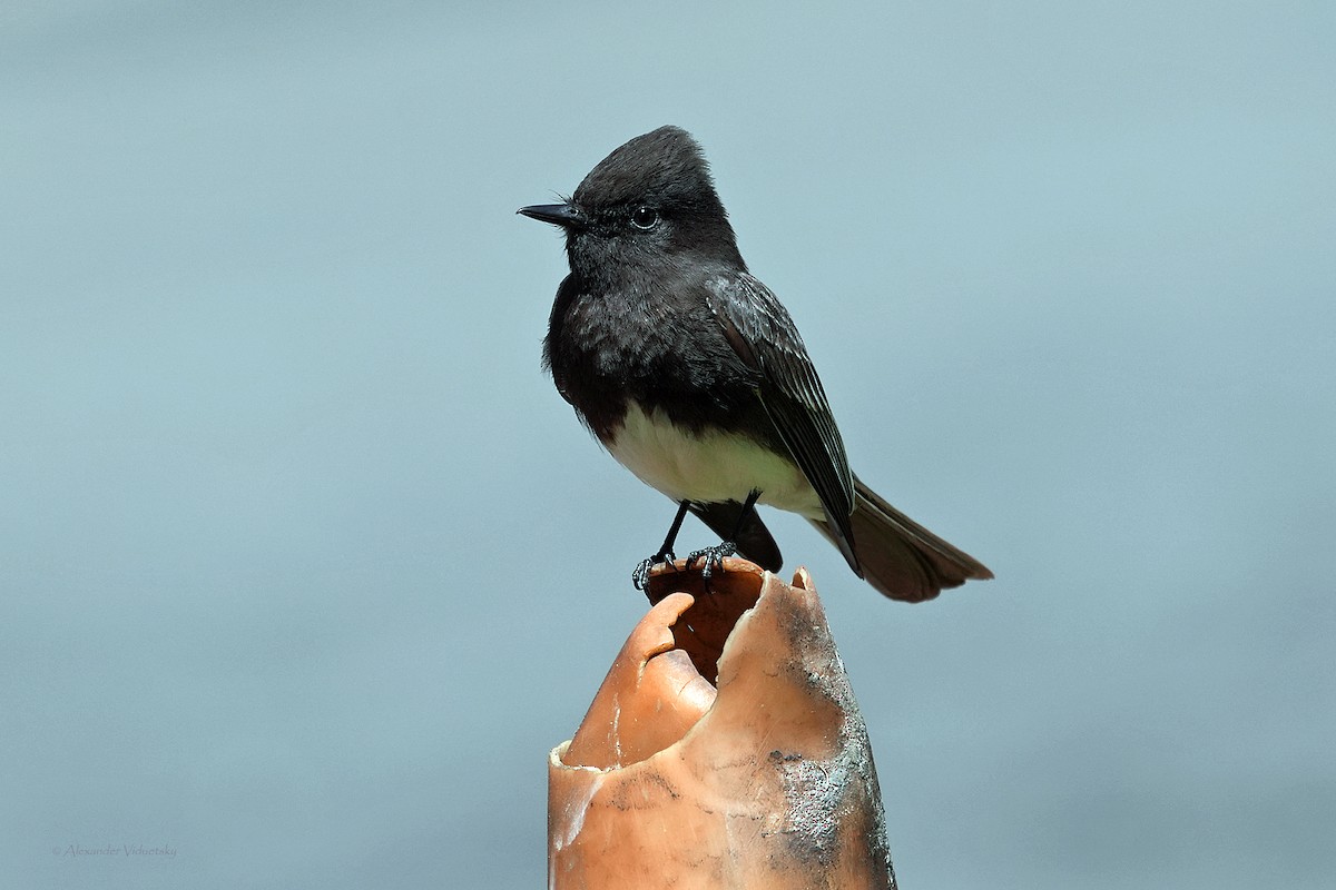 Black Phoebe - ML618754574