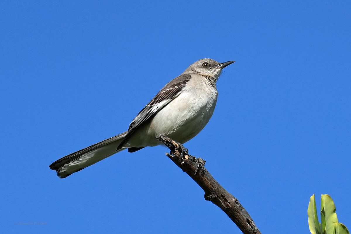 Northern Mockingbird - ML618754584