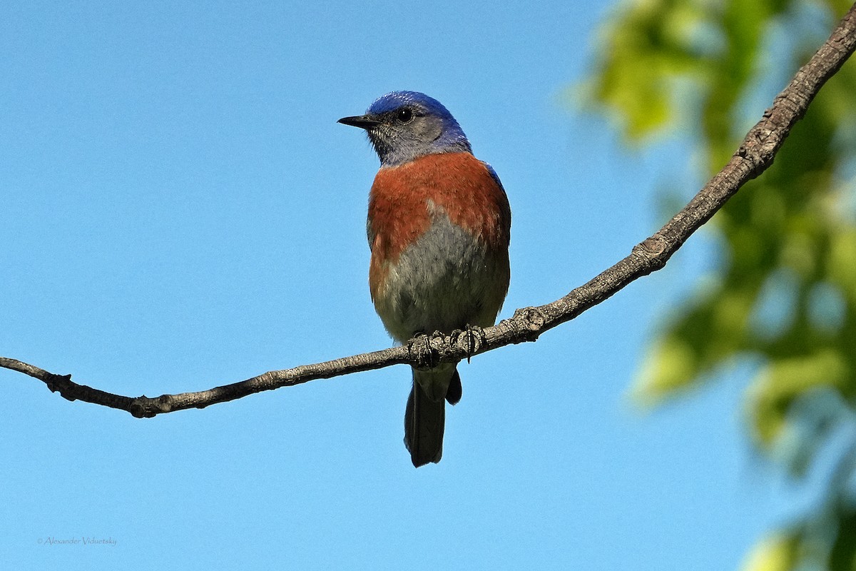 Western Bluebird - ML618754587