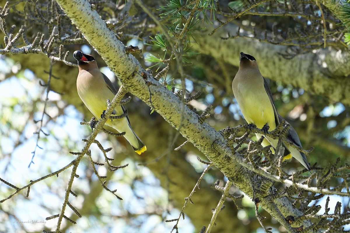 Cedar Waxwing - ML618754588