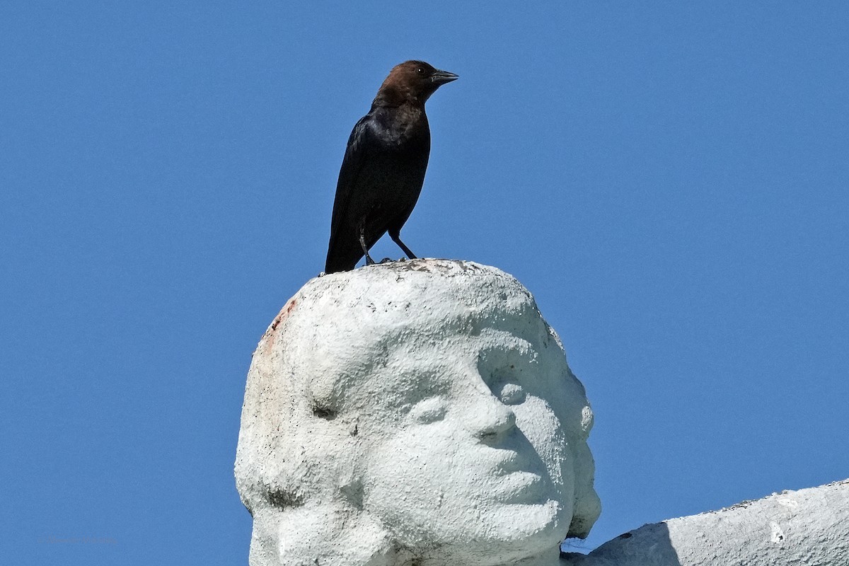 Brown-headed Cowbird - ML618754591