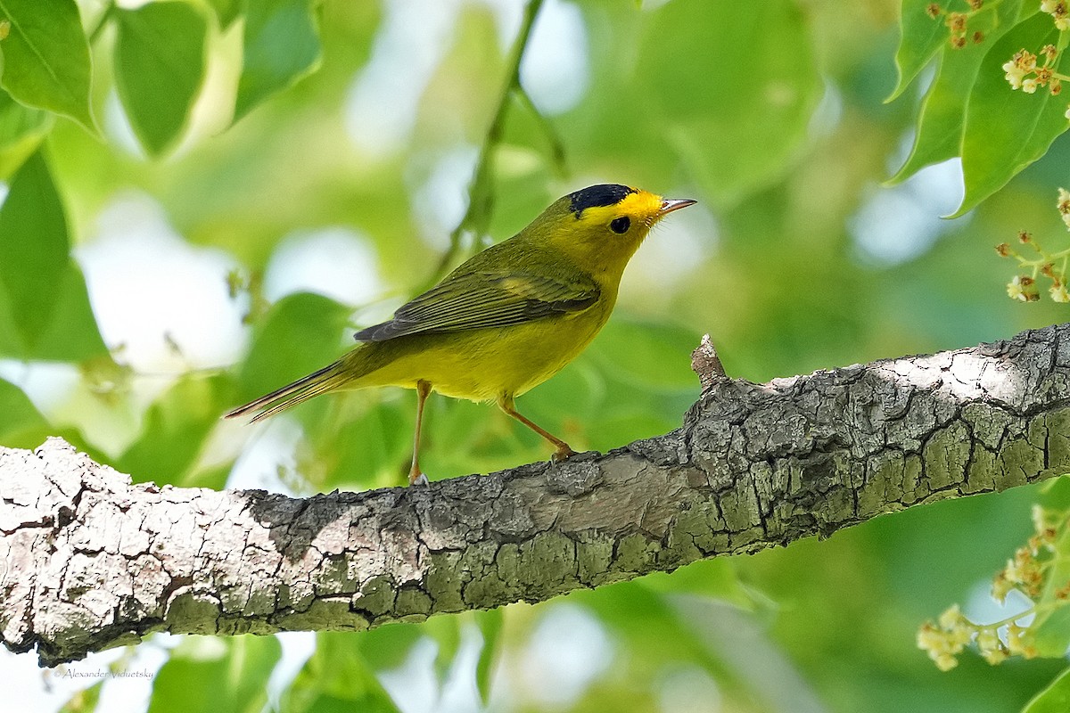 Wilson's Warbler - ML618754596